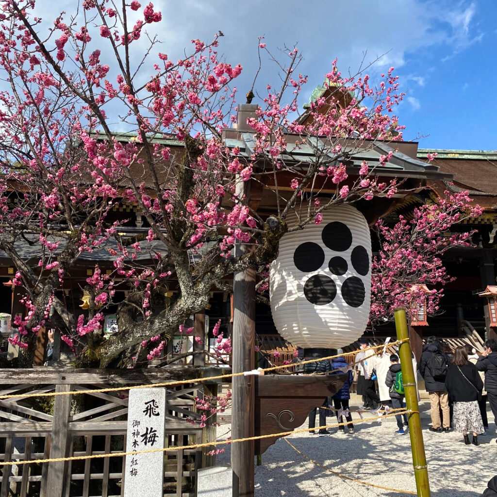 亥之吉:北野天満宮の梅