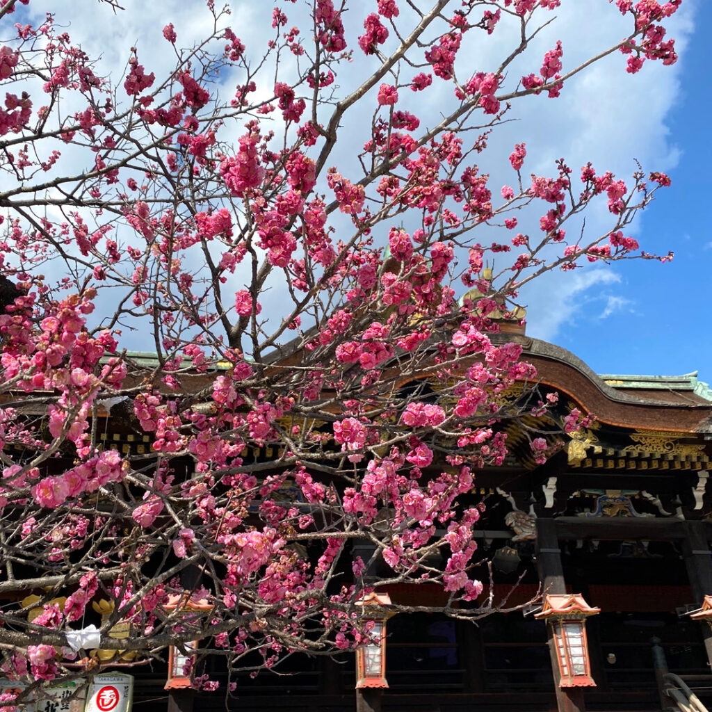 亥之吉:北野天満宮の梅